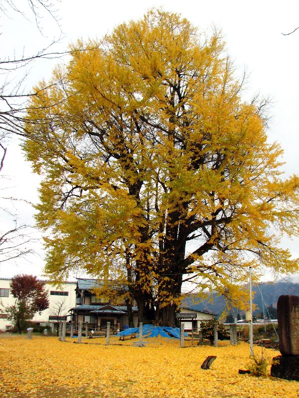 飛騨古川 堀田森の大銀杏 続 四季彩日記 飛騨古川 堀田森の大銀杏 続 四季彩日記