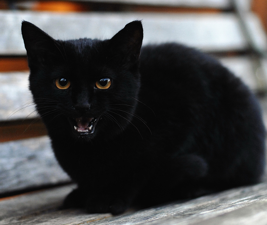 悩ましい黒猫ちゃん_b0244593_16415514.jpg
