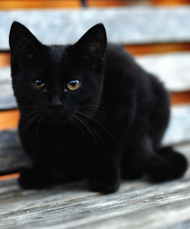 悩ましい黒猫ちゃん_b0244593_16424116.jpg