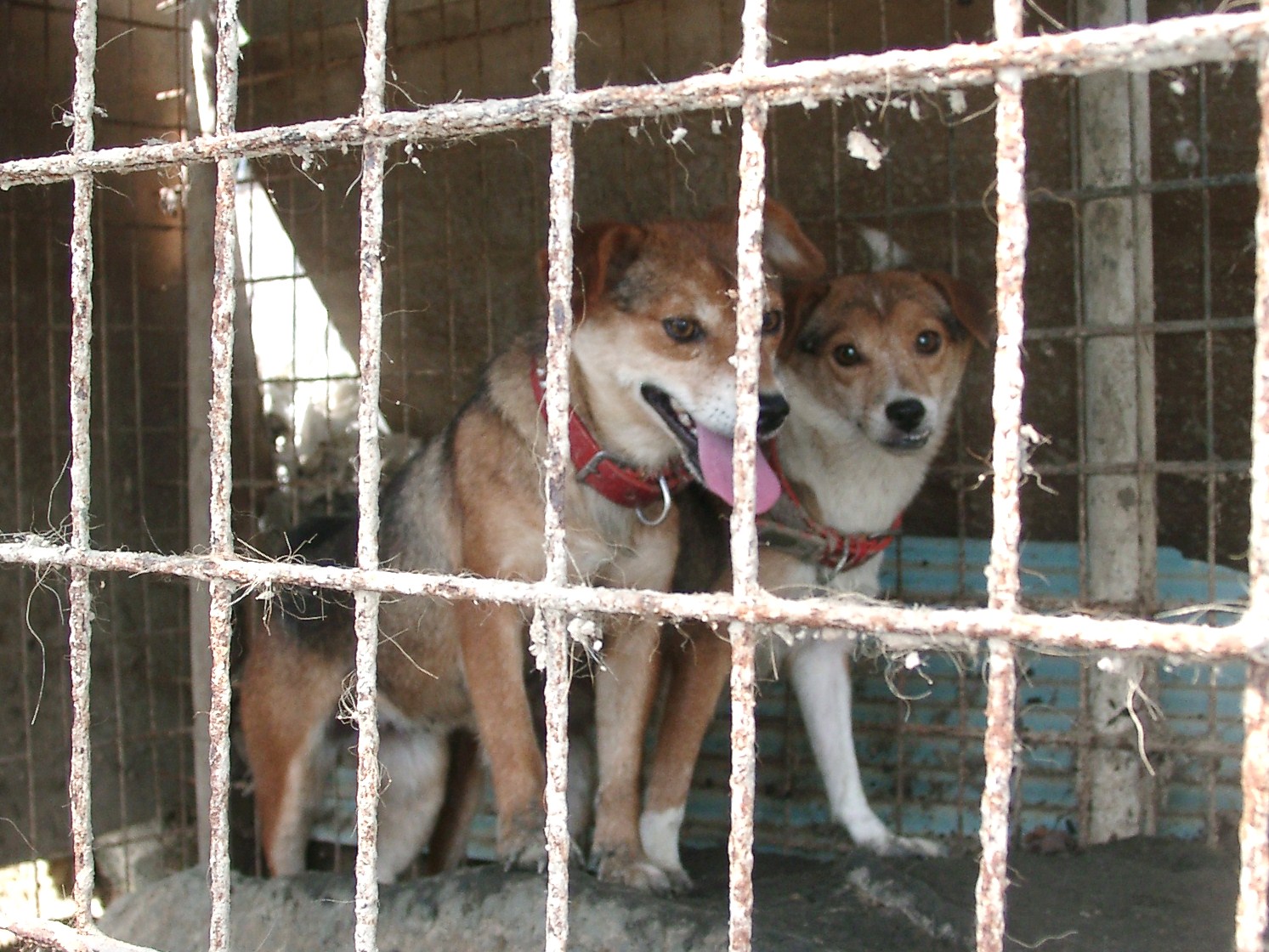 多頭飼育崩壊現場から　～２～_e0212095_128194.jpg