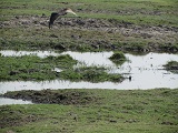a0100706_0393750.jpg