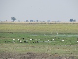 a0100706_0401788.jpg