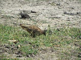 a0100706_0504990.jpg