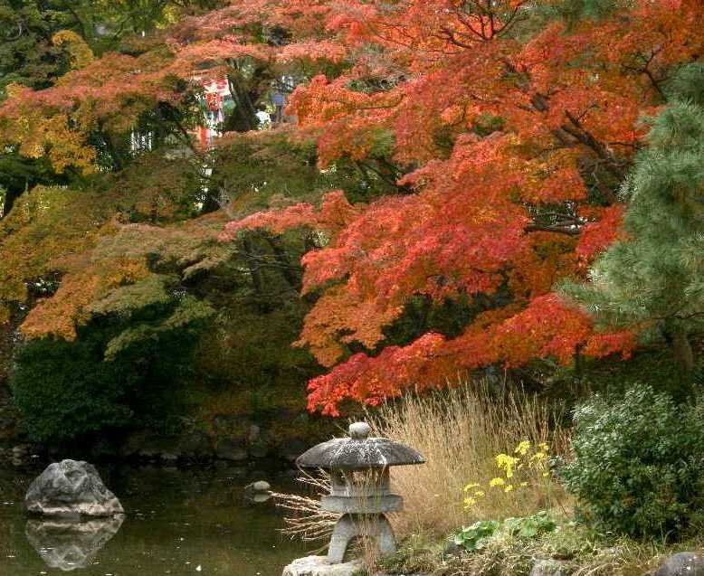 　京都・紅葉探訪　丸山公園　　１２．２_d0140806_17302890.jpg