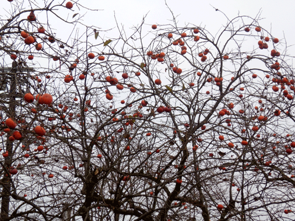 b0159611_23463810.gif