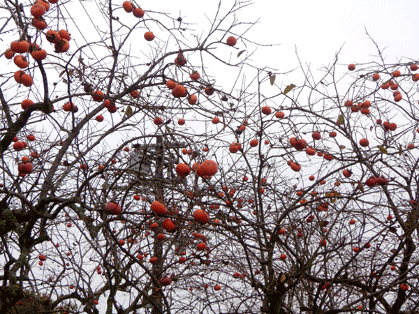 b0159611_2346560.gif