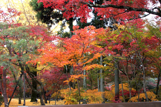 永観堂 紅葉盛り_e0048413_20431485.jpg