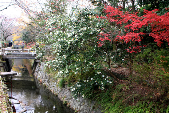 紅葉を求めて哲学の道から法然院へ_e0048413_21133242.jpg