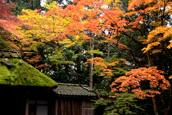 紅葉を求めて哲学の道から法然院へ_e0048413_21141794.jpg