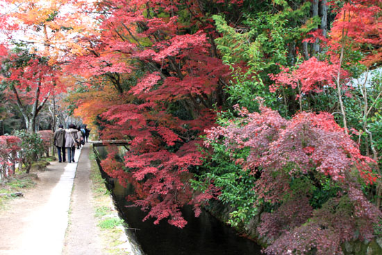 紅葉を求めて哲学の道から法然院へ_e0048413_2116555.jpg