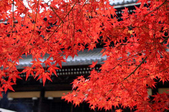 南禅寺 紅葉の盛り_e0048413_22283136.jpg