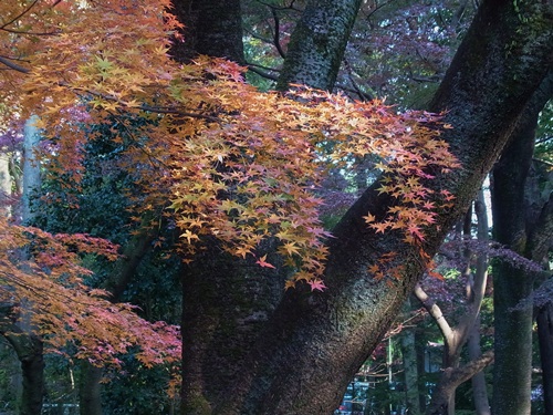 平林寺　その１_c0223117_21492433.jpg