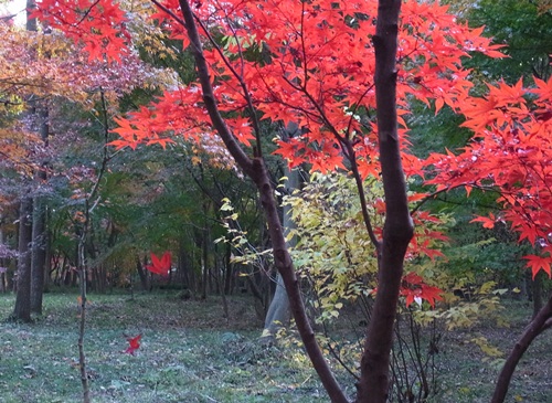 平林寺　その１_c0223117_220656.jpg