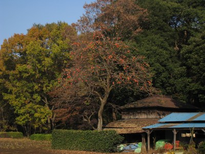 e0117318_18282672.jpg