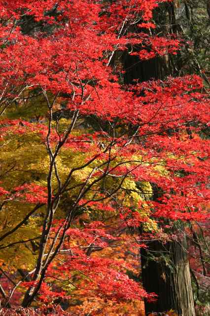 第18回 小平の見どころを歩く会　その２　紅葉の部_e0117318_1927637.jpg