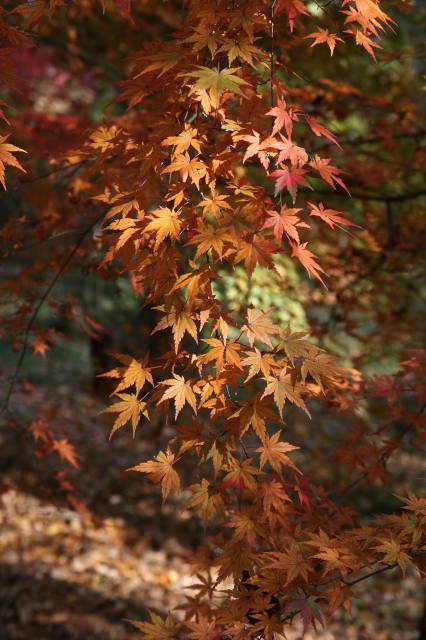 第18回 小平の見どころを歩く会　その２　紅葉の部_e0117318_19414929.jpg