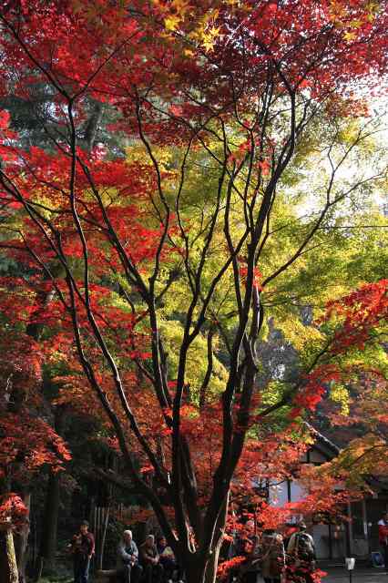 第18回 小平の見どころを歩く会　その２　紅葉の部_e0117318_1942998.jpg