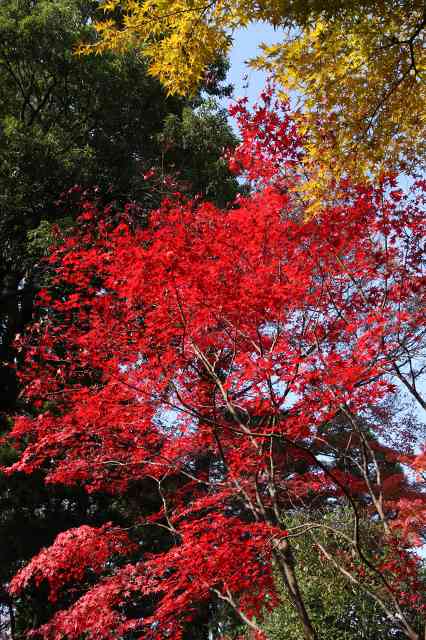 第18回 小平の見どころを歩く会　その２　紅葉の部_e0117318_1944268.jpg