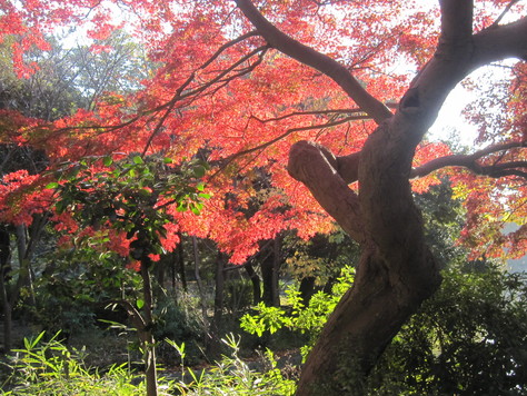 東京はやっと紅葉も始まったかな？_c0039520_223623100.jpg