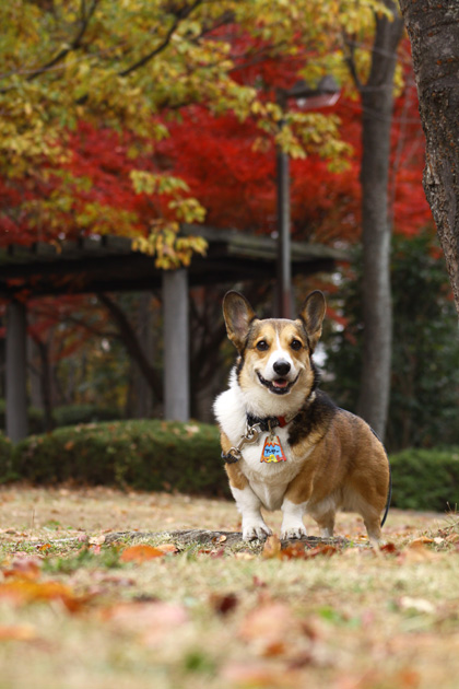 紅葉　物見山リベンジ！_e0071225_2243398.jpg