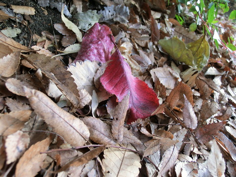c0077330_1940433.jpg