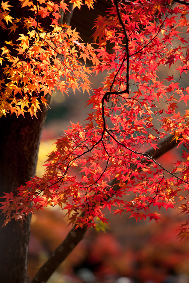 (7)「自然と紅葉」のトップページ　自然と紅葉」「自然の美と美」「紅葉求めて」「紅葉を求めて」_f0033831_18322974.jpg