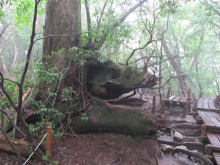 f0224632_1145628.jpg