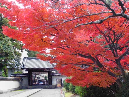 西大寺境内の紅葉_a0100742_9135858.jpg