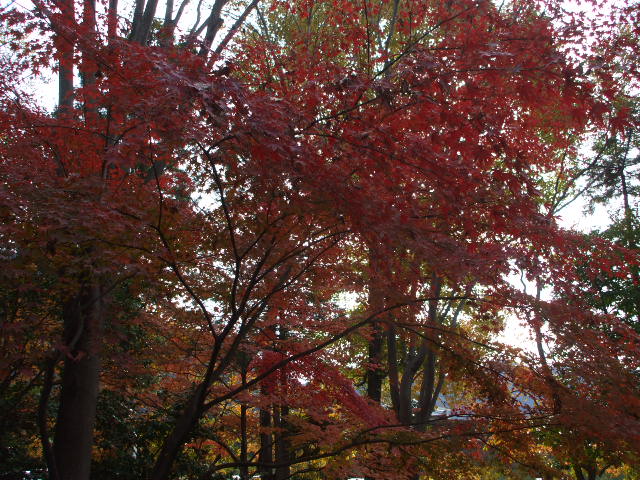 b0157942_1105655.jpg