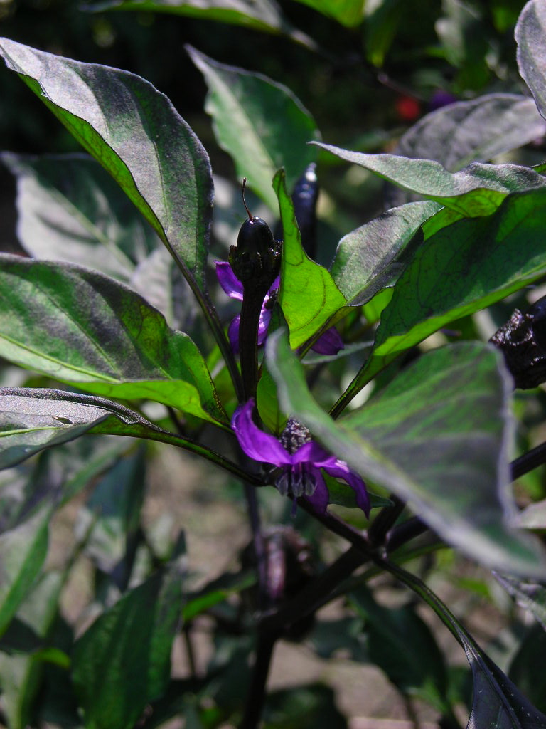 夏〜秋のお野菜　茄子、紫ししとう、糸唐辛子_b0246244_9181226.jpg