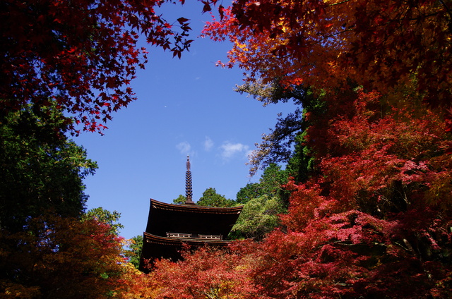 金剛輪寺：本堂三重塔_d0186245_22445357.jpg