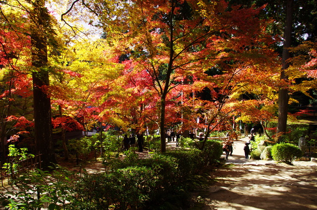 金剛輪寺：本堂三重塔_d0186245_22515373.jpg