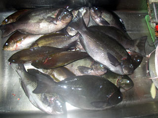 e0061751_9253157.jpg