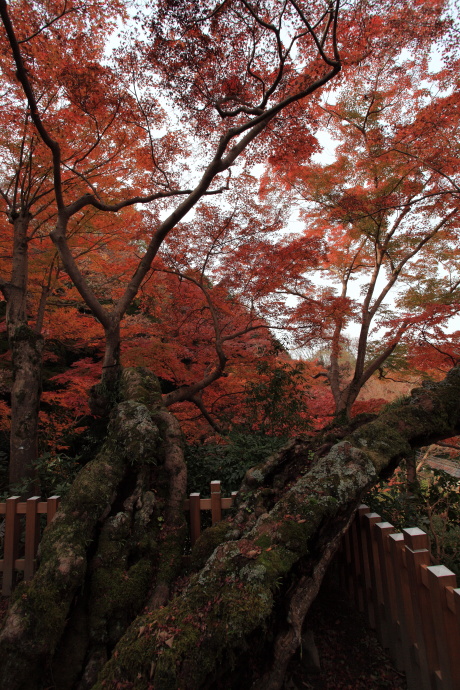 延命寺 紅葉_a0176855_23171843.jpg