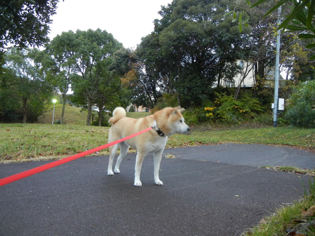2011年12月2日(金)寒い日の楽しい過ごし方!_f0060461_10431634.jpg