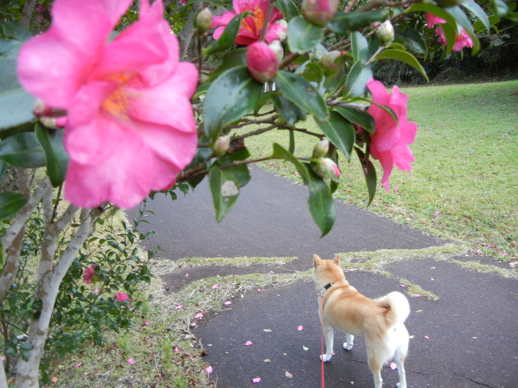 2011年12月2日(金)寒い日の楽しい過ごし方!_f0060461_10451776.jpg