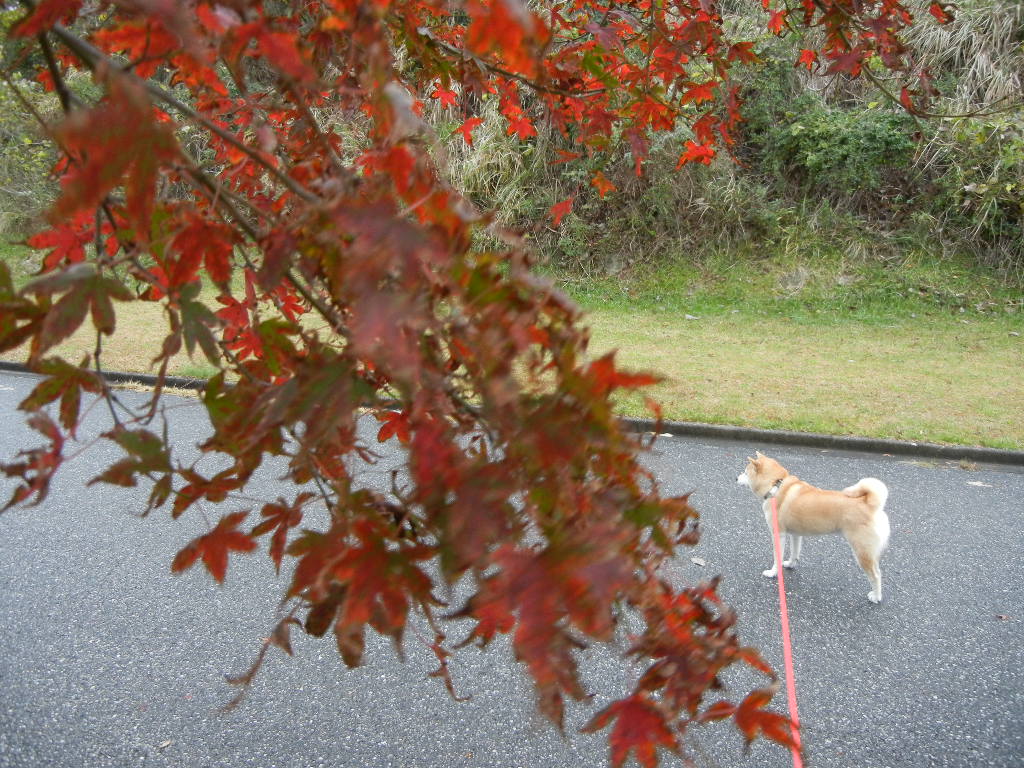 2011年12月2日(金)寒い日の楽しい過ごし方!_f0060461_10463699.jpg
