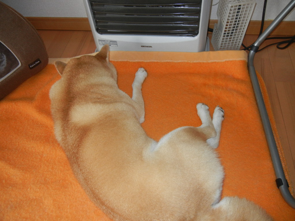 2011年12月2日(金)寒い日の楽しい過ごし方!_f0060461_105452100.jpg