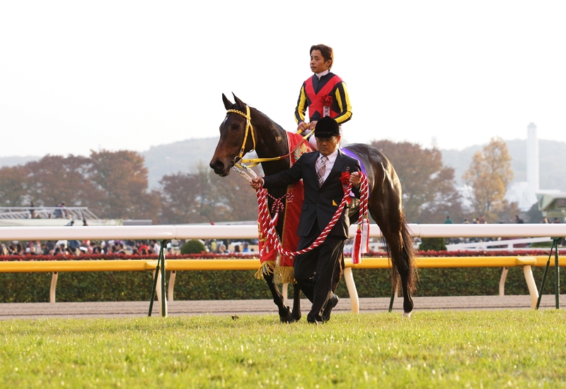 ブエナビスタ感動の走り、ジャパンカップ（2） : Turfに魅せ