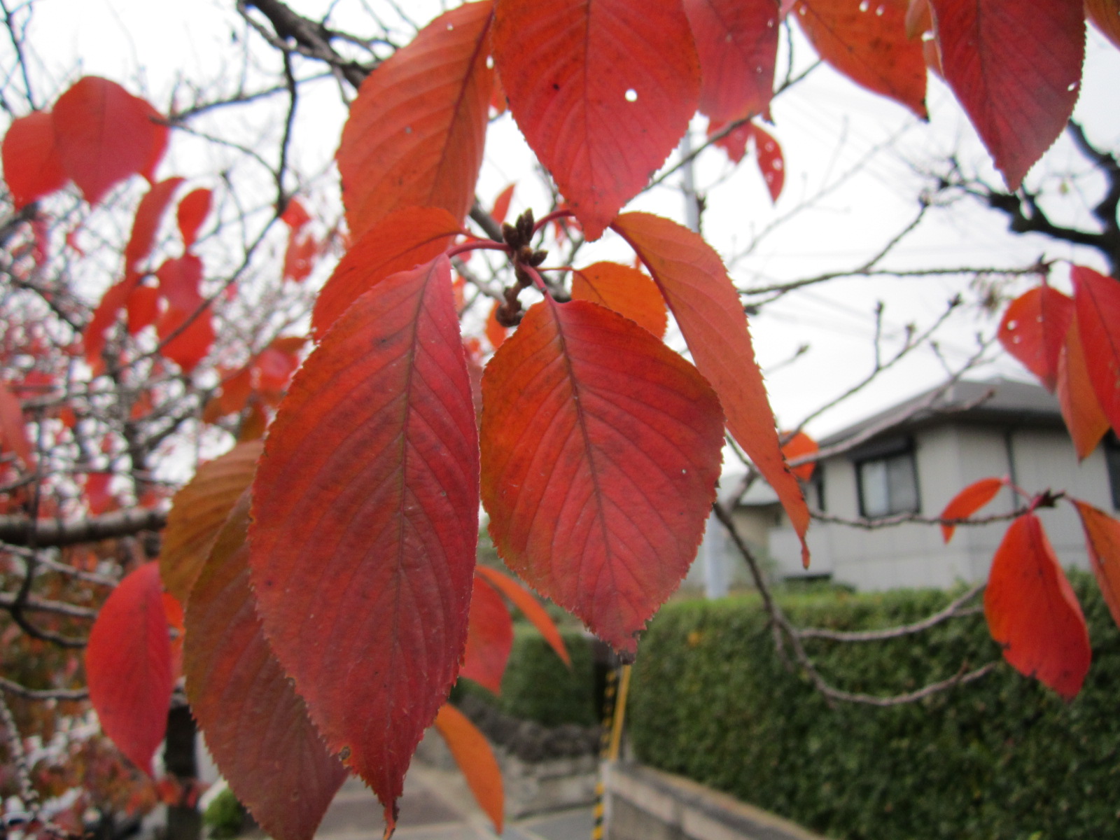 落ち葉の季節_f0205367_14362138.jpg