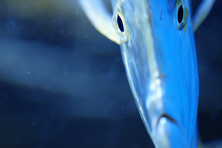 超平べったい魚サン Clear Wings 超平べったい魚サン Clear Wings