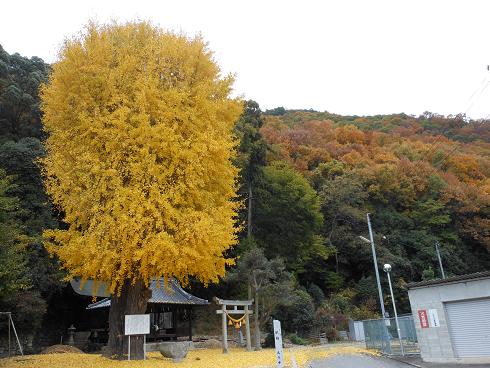 師走の紅葉は，つかの間_e0175370_8222626.jpg