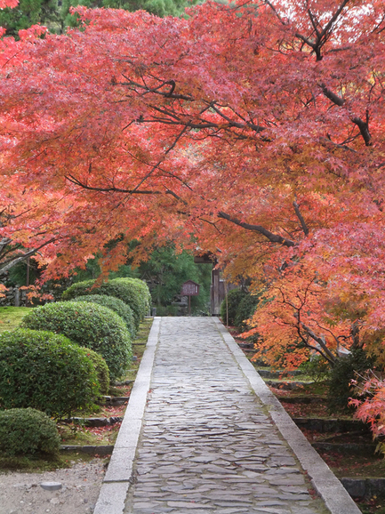 一休寺の紅葉_f0032891_7152547.jpg