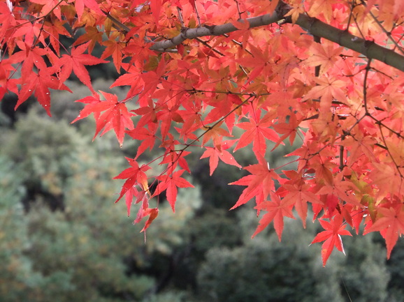 一休寺の紅葉_f0032891_7155010.jpg