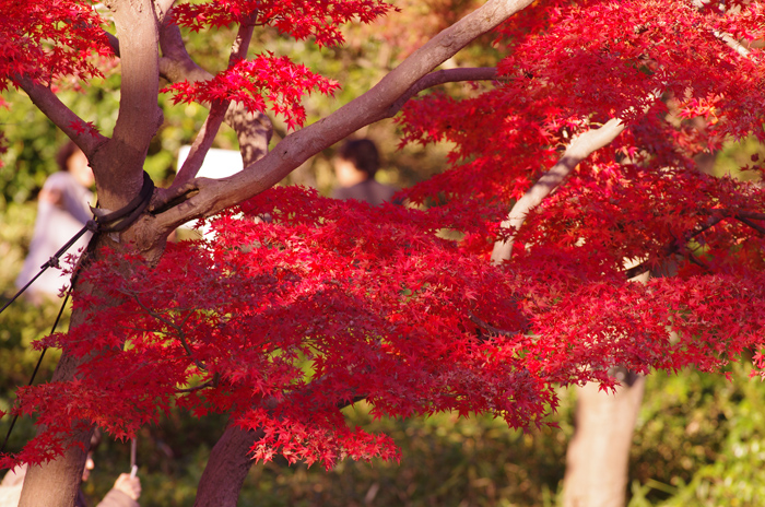 再び 昭和記念公園　紅葉　2_b0151409_23393030.jpg