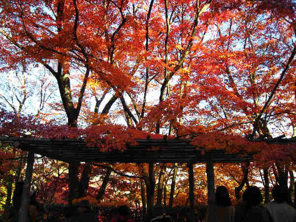 秋の常寂光寺　その3　（最終回）_d0154609_199354.jpg