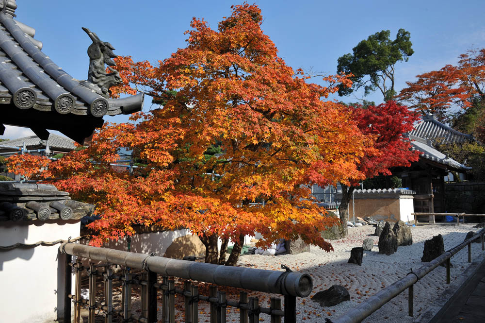 太宰府の紅葉 2011_a0042310_20195747.jpg