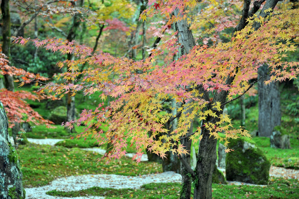 太宰府の紅葉 2011_a0042310_20225691.jpg