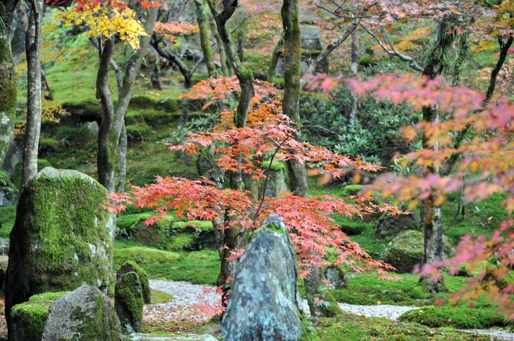 太宰府の紅葉 2011_a0042310_20231235.jpg
