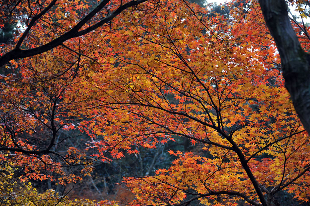太宰府の紅葉 2011_a0042310_20262632.jpg